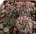 Нажмите на изображение для увеличения.

Название:	Eriosyce(Pyrrhocactus) bulbocalyxVG183_&amp;_VG817.jpg
Просмотров:	417
Размер:	495.3 Кб
ID:	376805