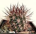 Нажмите на изображение для увеличения.

Название:	Eriosyce(Pyrrhocactus) marayensis VG240.jpg
Просмотров:	416
Размер:	398.6 Кб
ID:	376807