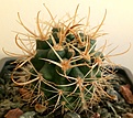 Нажмите на изображение для увеличения.

Название:	Eriosyce(Pyrrhocactus) multicolorispinus JN442 Agua del Torro1.jpg
Просмотров:	418
Размер:	410.5 Кб
ID:	376808