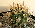 Нажмите на изображение для увеличения.

Название:	Eriosyce(Pyrrhocactus) multicolorispinus JN442 Agua del Torro2.jpg
Просмотров:	350
Размер:	429.1 Кб
ID:	376809