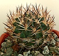 Нажмите на изображение для увеличения.

Название:	Eriosyce(Pyrrhocactus) umadeave_big.jpg
Просмотров:	426
Размер:	493.3 Кб
ID:	376810