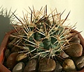 Нажмите на изображение для увеличения.

Название:	Eriosyce(Pyrrhocactus) umadeave_small.jpg
Просмотров:	428
Размер:	438.0 Кб
ID:	376811