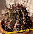 Нажмите на изображение для увеличения.

Название:	f.horridus-S.jpg
Просмотров:	465
Размер:	337.6 Кб
ID:	376826