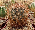 Нажмите на изображение для увеличения.

Название:	Ancistrocactus megarhizus.JPG
Просмотров:	909
Размер:	412.1 Кб
ID:	376861