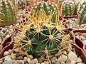 Нажмите на изображение для увеличения.

Название:	Ancistrocactus tobushii SB-987.JPG
Просмотров:	901
Размер:	429.9 Кб
ID:	376862