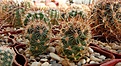 Нажмите на изображение для увеличения.

Название:	Ancistrocactus sherii.JPG
Просмотров:	899
Размер:	387.5 Кб
ID:	376863