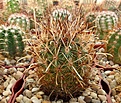 Нажмите на изображение для увеличения.

Название:	Ancistrocactus megarhizus v. gonzalesii KSM-711.JPG
Просмотров:	912
Размер:	388.7 Кб
ID:	376864