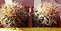 Нажмите на изображение для увеличения.

Название:	Ferocactus- diguetii-LO57-Isla-Manserato.jpg
Просмотров:	410
Размер:	393.6 Кб
ID:	376904