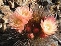 Нажмите на изображение для увеличения.

Название:	Neoporteria-chilensis-albidiflora.jpg
Просмотров:	517
Размер:	216.8 Кб
ID:	376912