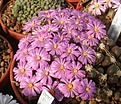 Нажмите на изображение для увеличения.

Название:	Conophytum-praesectum.jpg
Просмотров:	928
Размер:	154.9 Кб
ID:	376917
