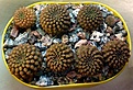 Нажмите на изображение для увеличения.

Название:	Thelocephala sp. MT06-013___ 20181204.jpg
Просмотров:	594
Размер:	486.0 Кб
ID:	377033