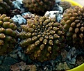 Нажмите на изображение для увеличения.

Название:	Thelocephala sp. MT06-013 __20181204.jpg
Просмотров:	580
Размер:	476.8 Кб
ID:	377034