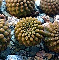 Нажмите на изображение для увеличения.

Название:	Thelocephala sp. MT06-013 _20181204.jpg
Просмотров:	584
Размер:	491.8 Кб
ID:	377035