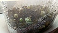 Нажмите на изображение для увеличения.

Название:	Thelocepala nuda DVD Llanos de Challe.jpg
Просмотров:	597
Размер:	345.7 Кб
ID:	377040
