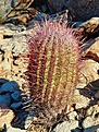 Нажмите на изображение для увеличения.

Название:	Ferocactus cylindraceus ssp. tortulispinus ZRI 487.JPG
Просмотров:	423
Размер:	240.6 Кб
ID:	377063