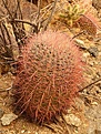 Нажмите на изображение для увеличения.

Название:	Ferocactus cylindraceus ZRI 583.JPG
Просмотров:	356
Размер:	209.9 Кб
ID:	377065