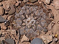 Нажмите на изображение для увеличения.

Название:	Ariocarpus fissuratus ssp. lloydii VZD 570.jpg
Просмотров:	556
Размер:	158.4 Кб
ID:	377087