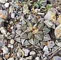 Нажмите на изображение для увеличения.

Название:	Ariocarpus lloydii GM927.1.jpg
Просмотров:	553
Размер:	117.7 Кб
ID:	377088