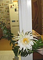 Нажмите на изображение для увеличения.

Название:	IMG_1303.JPG
Просмотров:	160
Размер:	497.8 Кб
ID:	377130