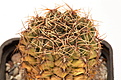 Нажмите на изображение для увеличения.

Название:	Gymnocalycium sp_0002_новый размер.jpg
Просмотров:	306
Размер:	129.2 Кб
ID:	377157