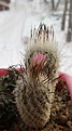 Нажмите на изображение для увеличения.

Название:	Turbinicarpus subterraneus v. zaragosae SB 1437.jpg
Просмотров:	264
Размер:	98.9 Кб
ID:	377237