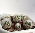 Нажмите на изображение для увеличения.

Название:	Mammillaria laui v dasyacantha.jpg
Просмотров:	217
Размер:	109.2 Кб
ID:	377238