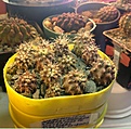 Нажмите на изображение для увеличения.

Название:	Neochilenia crispa v.atroviridis DVD467.JPG
Просмотров:	311
Размер:	156.2 Кб
ID:	377296