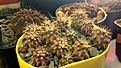 Нажмите на изображение для увеличения.

Название:	Neochilenia_crispa v.atroviridis DVD467.JPG
Просмотров:	301
Размер:	271.0 Кб
ID:	377297