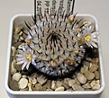 Нажмите на изображение для увеличения.

Название:	Mammillaria_perezdelarosae_ssp_andersoniana_PP1353_5y.JPG
Просмотров:	316
Размер:	91.7 Кб
ID:	377359