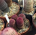 Нажмите на изображение для увеличения.

Название:	Echinocereus rigidissimus v.rubispinus 6.jpg
Просмотров:	726
Размер:	370.6 Кб
ID:	377410