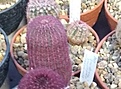 Нажмите на изображение для увеличения.

Название:	Echinocereus rigidissimus v.rubispinus 2.jpg
Просмотров:	701
Размер:	454.8 Кб
ID:	377411