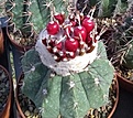 Нажмите на изображение для увеличения.

Название:	Melocactus 1.jpg
Просмотров:	734
Размер:	461.9 Кб
ID:	377412