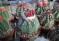 Нажмите на изображение для увеличения.

Название:	Melocactus group.jpg
Просмотров:	696
Размер:	472.7 Кб
ID:	377413