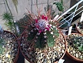Нажмите на изображение для увеличения.

Название:	Melocactus other.jpg
Просмотров:	727
Размер:	434.2 Кб
ID:	377414
