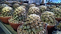 Нажмите на изображение для увеличения.

Название:	Ariocarpus retusus group.jpg
Просмотров:	720
Размер:	441.5 Кб
ID:	377415