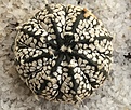 Нажмите на изображение для увеличения.

Название:	Astrophytum asterias Superkabuto Arbuzzo.jpg
Просмотров:	711
Размер:	345.8 Кб
ID:	377416