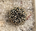 Нажмите на изображение для увеличения.

Название:	Astrophytum asterias Superkabuto V-typ.jpg
Просмотров:	725
Размер:	350.5 Кб
ID:	377417