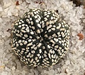 Нажмите на изображение для увеличения.

Название:	Astrophytum asterias Superkabuto Positive 2.jpg
Просмотров:	677
Размер:	372.3 Кб
ID:	377418