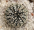 Нажмите на изображение для увеличения.

Название:	Astrophytum asterias Superkabuto Positive 2.jpg
Просмотров:	654
Размер:	372.3 Кб
ID:	377418