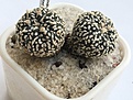 Нажмите на изображение для увеличения.

Название:	Astrophytum asterias Superkabuto Twin Peaks 4.jpg
Просмотров:	585
Размер:	371.4 Кб
ID:	377419