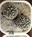 Нажмите на изображение для увеличения.

Название:	Astrophytum asterias Superkabuto Twin Peaks 2.jpg
Просмотров:	566
Размер:	380.0 Кб
ID:	377420