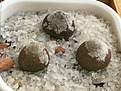 Нажмите на изображение для увеличения.

Название:	onophytum burgeri SH 409 Jan 2018.jpg
Просмотров:	649
Размер:	316.6 Кб
ID:	377529