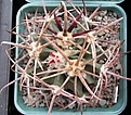 Нажмите на изображение для увеличения.

Название:	Echinocactus parryi.JPG
Просмотров:	595
Размер:	76.7 Кб
ID:	377546