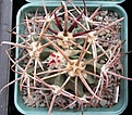 Нажмите на изображение для увеличения.

Название:	Echinocactus parryi.JPG
Просмотров:	558
Размер:	76.7 Кб
ID:	377546