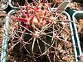 Нажмите на изображение для увеличения.

Название:	Echinocactus parryi1.JPG
Просмотров:	580
Размер:	77.4 Кб
ID:	377547