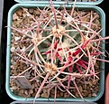 Нажмите на изображение для увеличения.

Название:	Echinocactus parryi 2.JPG
Просмотров:	565
Размер:	74.7 Кб
ID:	377548