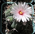 Нажмите на изображение для увеличения.

Название:	Echinocactus horizonthalonius 1.JPG
Просмотров:	569
Размер:	64.7 Кб
ID:	377549