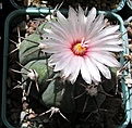 Нажмите на изображение для увеличения.

Название:	Echinocactus horizonthalonius 1.JPG
Просмотров:	532
Размер:	64.7 Кб
ID:	377549