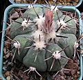 Нажмите на изображение для увеличения.

Название:	Echinocactus horizonthalonius 2.JPG
Просмотров:	582
Размер:	71.1 Кб
ID:	377550