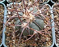 Нажмите на изображение для увеличения.

Название:	Echinocactus horizonthalonius 4.JPG
Просмотров:	497
Размер:	75.2 Кб
ID:	377551